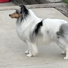 Pearl - Shetland Sheepdog