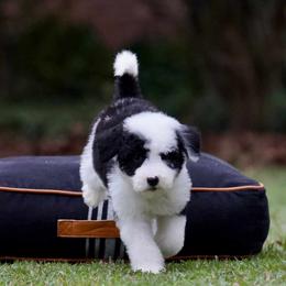 Aspen - Black and white female Sheepadoodle puppy in Denham Springs, Louisiana from GimiPup Doodles