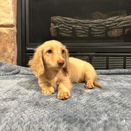 Rocky - Red male Dachshund puppy in Stilwell, Oklahoma from B & K Dachshunds