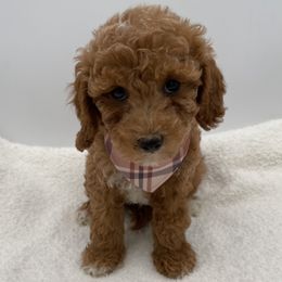 Christian - Red  male Goldendoodle puppy in Kansas City, Kansas from Bella & Ivy’s Mini Goldendoodles of KC