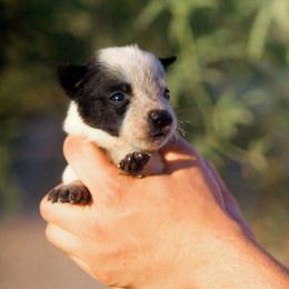 Frodo (AKC) Runt - Blue male Australian Cattle Dog puppy in Marana, Arizona from Impact 3rd Australian Cattle Dogs