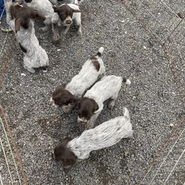 Wirehaired Pointing Griffon Puppies from Anyan Lodge Pups