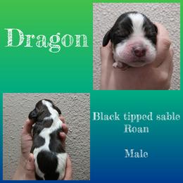 Dragon - Tri-Roan male English Springer Spaniel puppy in Florida from Thunderbird Springers