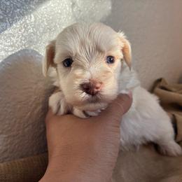 Anchor - White male Miniature Schnauzer puppy in Hemet, California from Journee Home Mini Schnauzers