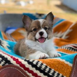 Miss Scarlet - Red female Pembroke Welsh Corgi puppy in Bakersfield, California from Kern River Corgis