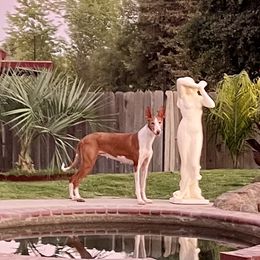 Fancy - Ibizan Hound