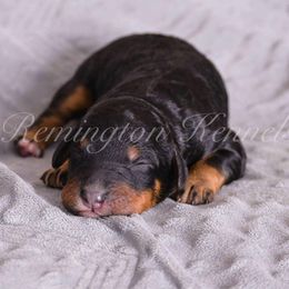 Dancer - Phantom female Bernedoodle puppy in Lookout, California from Remington Kennels, LLC