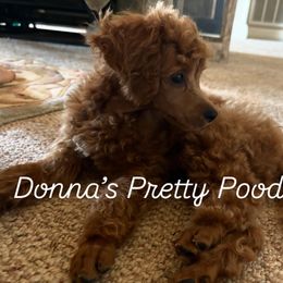 Ozzy - Red  male Poodle puppy in Vilonia, Arkansas from Donna’s Pretty Poodles