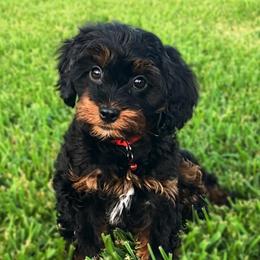 Huckleberry - Black and tan male Cavapoo puppy in Van Alstyne, Texas from Home Grown Puppies