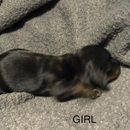 Girl black - Black and tan female Dachshund puppy in Smyrna, Tennessee from Southern Select Dachshunds