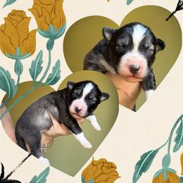 Thorn - Agouti and white male Siberian Husky puppy in Florence, Kentucky from Moonlight Howl Huskies