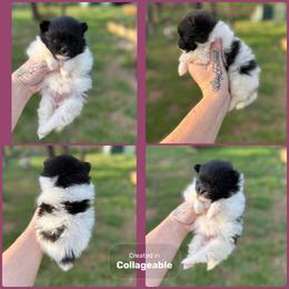 Black White Parti Panda - Black parti female Pomeranian puppy in Harrah, Oklahoma from Sunshines Pomeranians & Cavapoos
