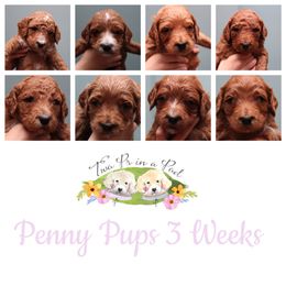 Goldendoodle Puppies from Two Ps in a Pod