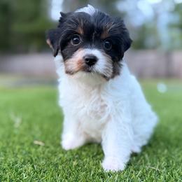Girl 1 - female Yorkshire Terrier puppy in Jacksonville, Florida from Yorktown Yorkies