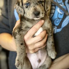 Aussiedoodle and Leopardoodle Puppies from A Puppy Crush