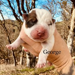 George - Red speckled male Australian Cattle Dog puppy in Redding, California from Macushla Kennel