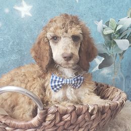 Poodle Puppies from Krystyana's Poodles