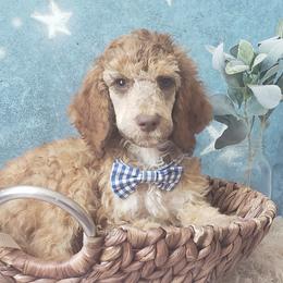 Poodle Puppies from Krystyana's Poodles