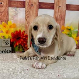 Boy one - Cream male Dachshund puppy in Lakeland, Florida from Ruthie’s Rich Mini Dachshunds