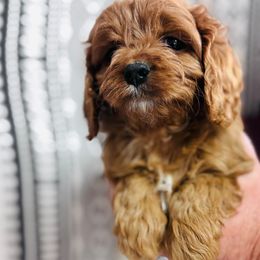 Cashmere - Red female Cavapoo puppy in Woodleaf, North Carolina from Circle T Ranch K9s
