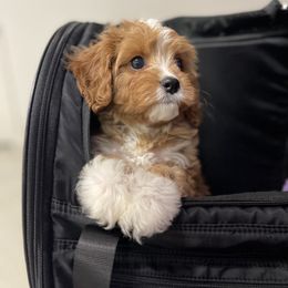 Cavapoo Puppies from Southern Love Cavapoos
