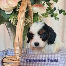 Cavapoo and Sheepadoodle Puppies from Kelley's Goldens Poodles and Doodles