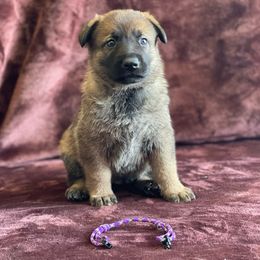 Girl 1 - Sable German Shepherd puppy in Riverside, California from Von Der Sagobi