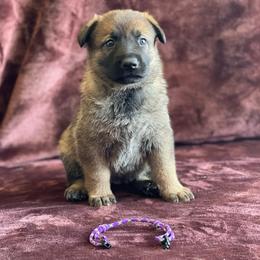 Girl 1 - Sable German Shepherd puppy in Riverside, California from Von Der Sagobi