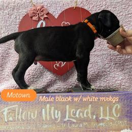 Motown - Black male Great Dane puppy in Brooksville, Florida from Follow My Lead Great Danes