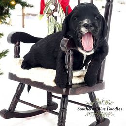 Goldendoodle Puppies from Southern Olive Doodles 🫒