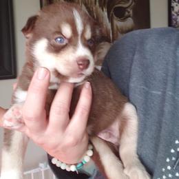 Pomsky Puppies from Bluebonnet Pomskies