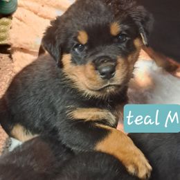 Boy 2 - Black and mahogany male Rottweiler puppy in De Witt, Iowa from Irish Eyes Kennels