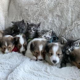 Shetland Sheepdog Puppies from Chas Petersen