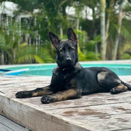 German Shepherd Puppies from Key Star German Shepherds