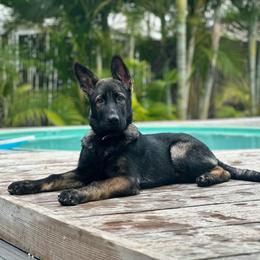 German Shepherd Puppies from Key Star German Shepherds