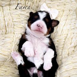 Fawn - Tri-color female Bernedoodle puppy in Payson, Utah from The Puppy Nest
