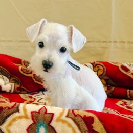 Casp - White male Miniature Schnauzer puppy in Moreauville, Louisiana from Bayou Schnauz and Dals