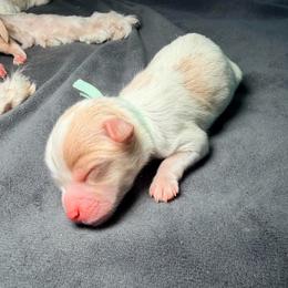 Mint - Parti male Maltipoo puppy in Clarksville, Tennessee from Bee Mine Maltipoos and Pomeranians