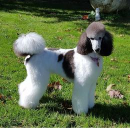 Ada - Poodle