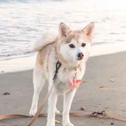 Rosey - Pomsky