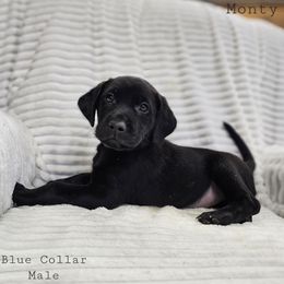 Monty - Black male Labrador Retriever puppy in Boyd, Minnesota from Lindley Labradors