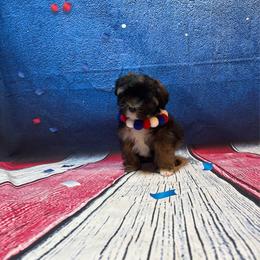 Shrinky Dink - Gold sable female Lowchen puppy in Grand Rapids, Michigan from Lionkru Lowchen and Standard Poodles