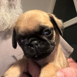 Black Collar - Fawn male Pug puppy in Tallapoosa, Georgia from West Georgia Pugs