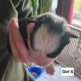 Girl 4 - Black and tan female Pembroke Welsh Corgi puppy in Grand Blanc, Michigan from Dellinger's Corgi's