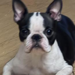 Boston Terriers from Lone Spur Boston’s