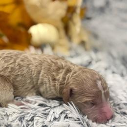 Girl 4 - Apricot female Goldendoodle puppy in Ambrose, Georgia from Brandilyn's Aussies