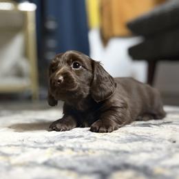 Hershey - AKC - Chocolate female Dachshund puppy in Sterling, Colorado from Country Chics Doxies