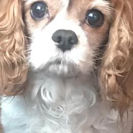 Cavalier King Charles Spaniels from Toscania Cavaliers