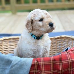 Cider - Cream male Goldendoodle puppy in Beech Bluff, Tennessee from White Oak Kennel