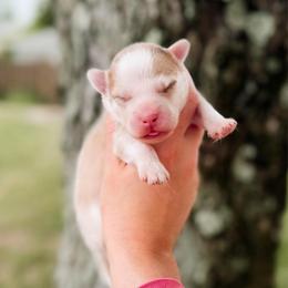 Sourdough - Merle male Pomsky puppy in Cleveland, Ohio from Lake Point Pomskies